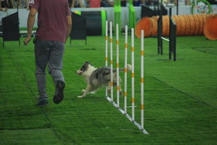 牧羊犬怎么参加比赛-牧羊犬训练教程视频